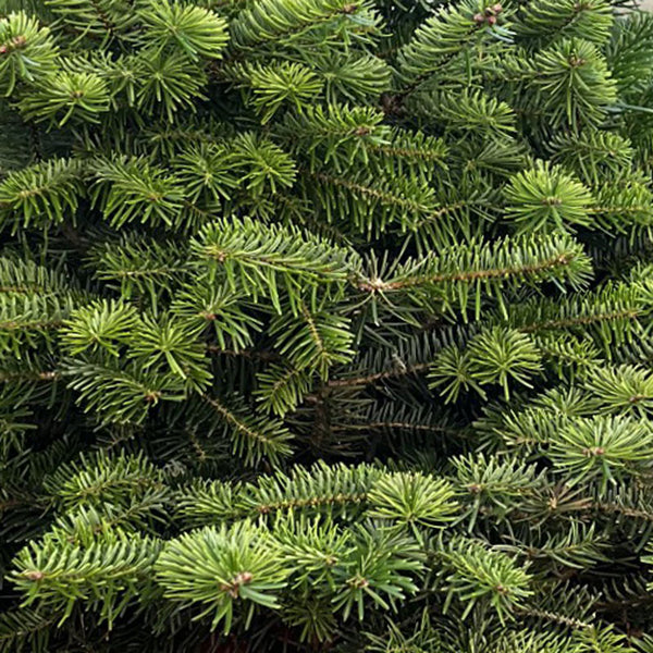 Cadeby Tree Trust Norway Spruce Pot Grown Christmas Tree