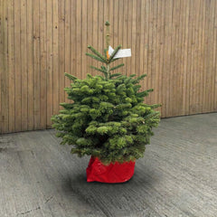 Cadeby Tree Trust Norway Spruce Pot Grown Christmas Tree