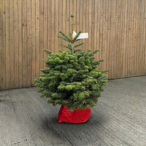 Cadeby Tree Trust Norway Spruce Pot Grown Christmas Tree