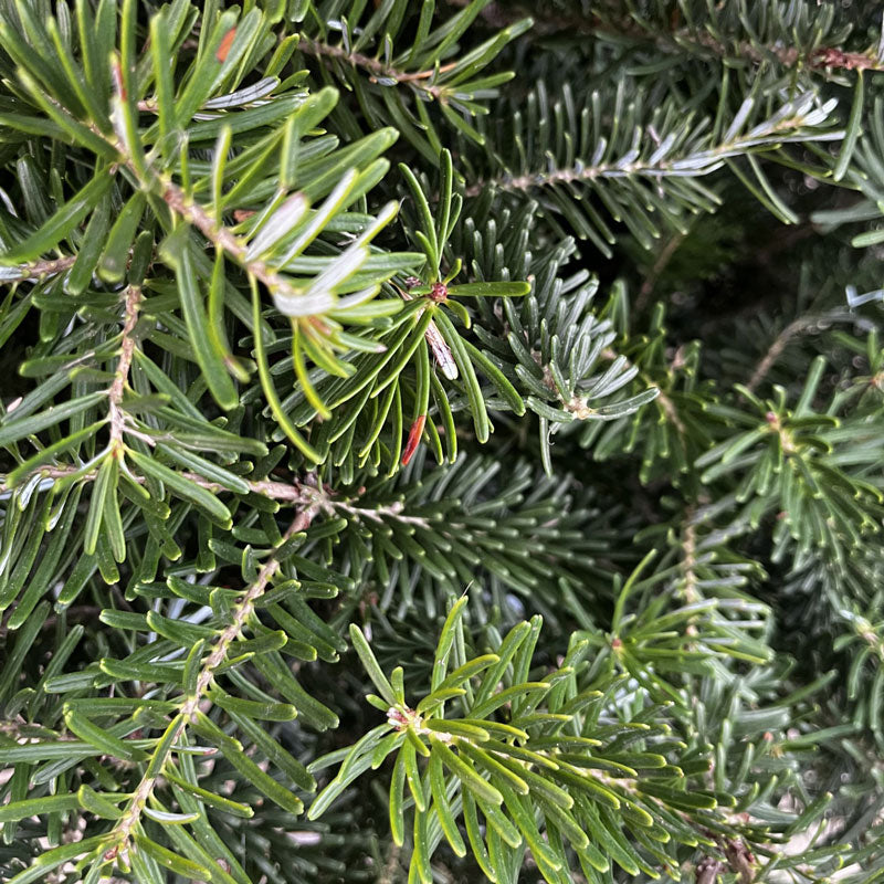 Cadeby Tree Trust Korean Fir Pot Grown Christmas Tree