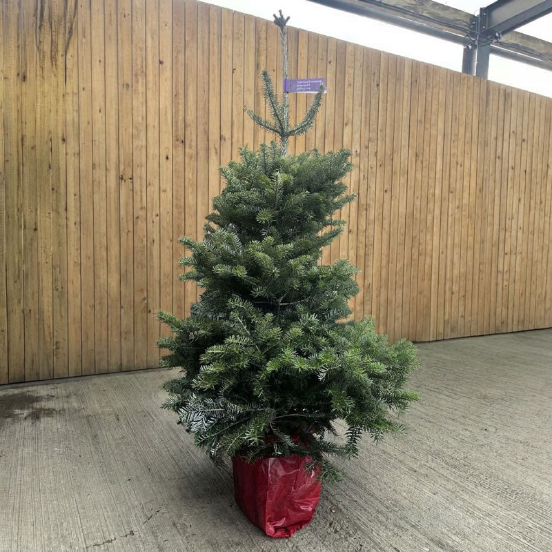 Cadeby Tree Trust Korean Fir Pot Grown Christmas Tree
