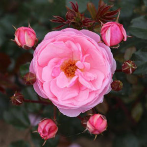 Whartons Roses ‘Darling’ Floribunda Bush Rose (3-Litre Pot) image 0