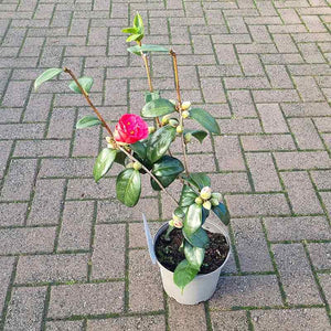 Camellia Japonica ‘Adolphe Audusson’ (3-Litre Pot)