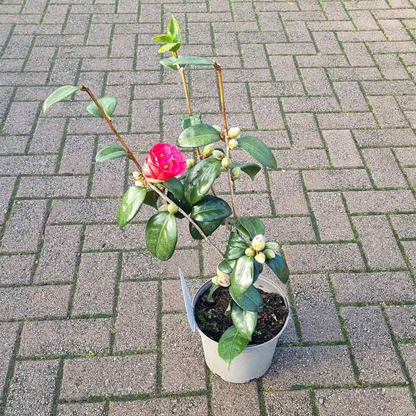 Camellia Japonica ‘Adolphe Audusson’ (3-Litre Pot)
