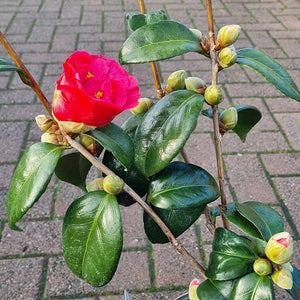Camellia Japonica ‘Adolphe Audusson’ (3-Litre Pot)