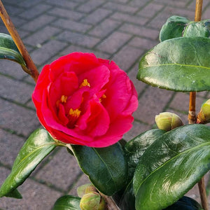 Camellia Japonica ‘Adolphe Audusson’ (3-Litre Pot)