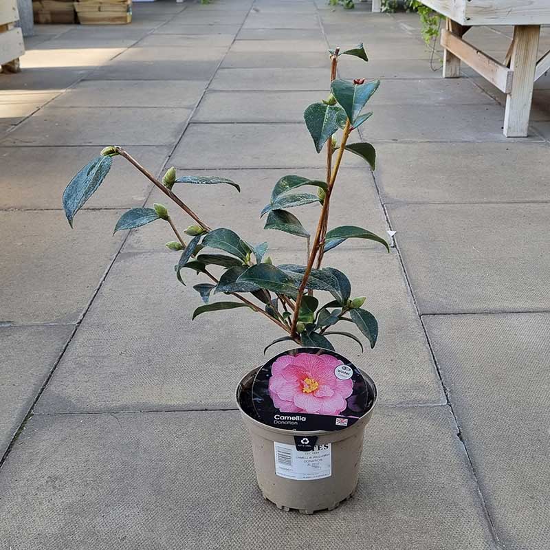 Camellia x williamsii ‘Donation’ (2-Litre Pot)