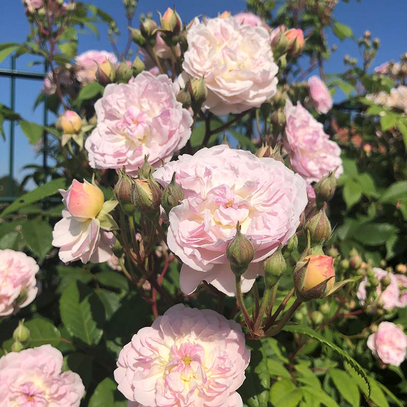 Peter Beales Romantic Siluetta Rambling Rose (4-litre pot) image 0