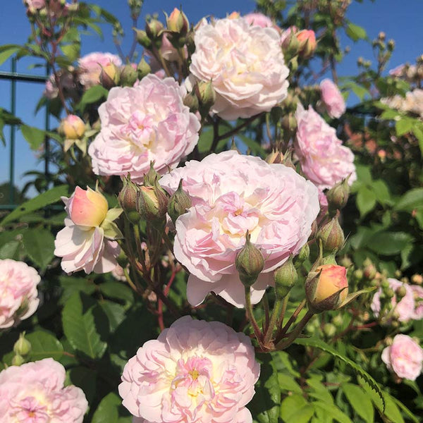 Peter Beales Romantic Siluetta Rambling Rose (4-litre pot) image 0
