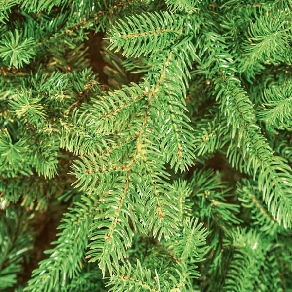 National Tree Princeton Medium Artificial Christmas Tree - 7.5ft image 6