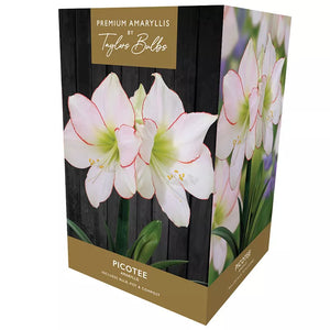 Amaryllis 'Picotee' (Premium Indoor Growing Kit Gift Pack) image 0