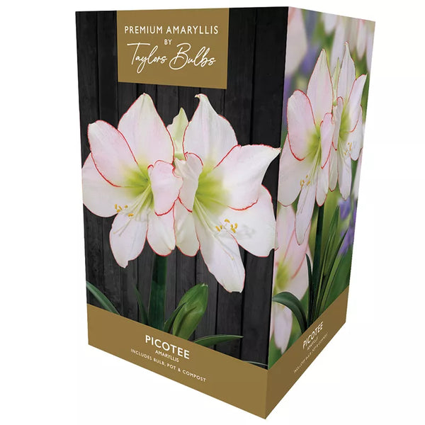 Amaryllis 'Picotee' (Premium Indoor Growing Kit Gift Pack) image 0