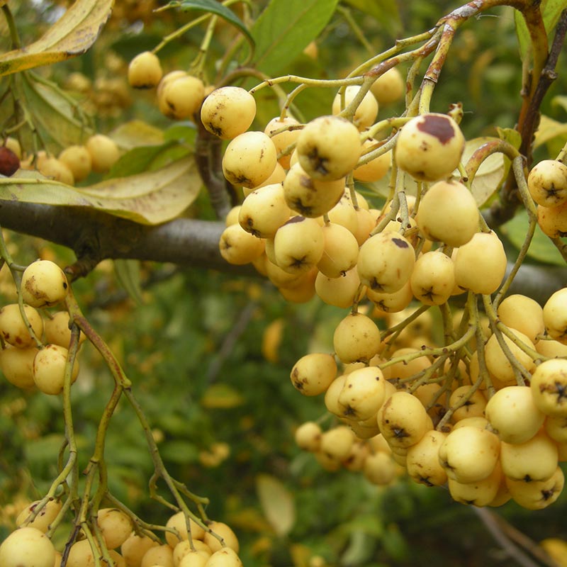 Cotoneaster ‘Rotschildianus’ Tree (Yellow Berried Cotoneaster) (12-Litre Pot) image 0