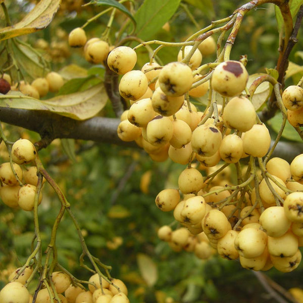 Cotoneaster ‘Rotschildianus’ Tree (Yellow Berried Cotoneaster) (12-Litre Pot) image 1