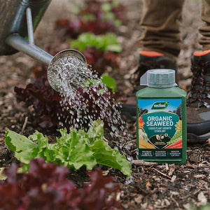 Westland Organic Seaweed Liquid Plant Growth Stimulant (1-Litre) image 3