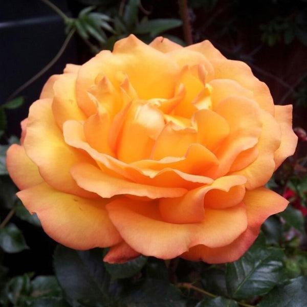 Whartons Roses ‘Precious Amber’ Floribunda Bush Rose (3-Litre Pot) image 0