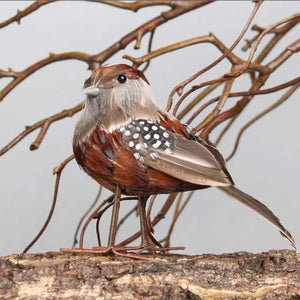 APAC Chaffinch image 0