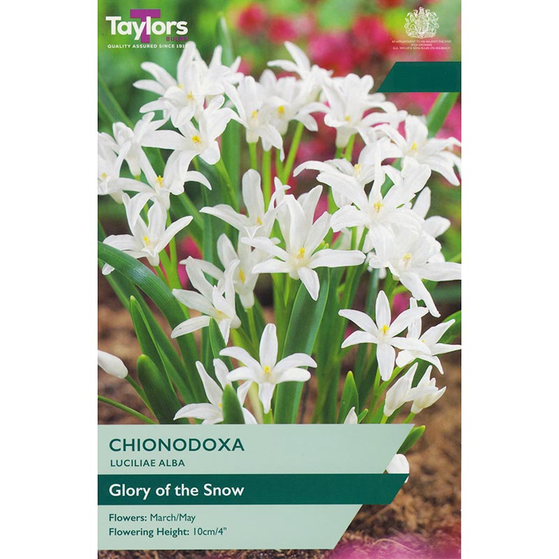 Chionodoxa luciliae Alba ‘Glory of the Snow’ (15 Bulbs) image 0