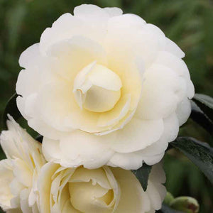 Camellia japonica 'Golden Anniversary' (4 litre pot) image 0