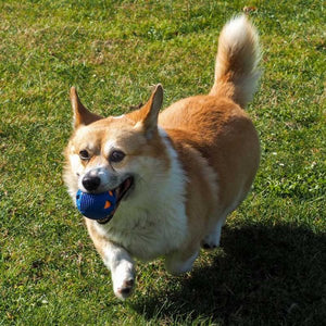 Zoon Rubber Crunch & Squeak GumBall Dog Toy image 1