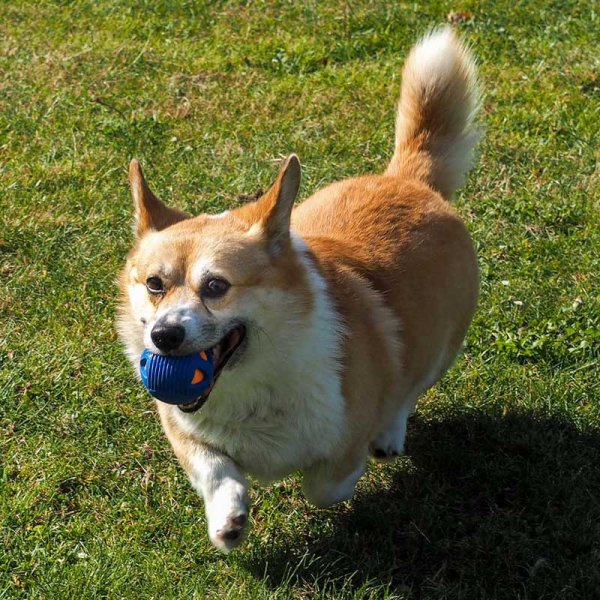Zoon Rubber Crunch & Squeak GumBall Dog Toy image 1