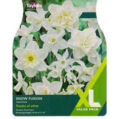 Narcissus 'Snow Fusion' Daffodils (15 Bulbs) image 0