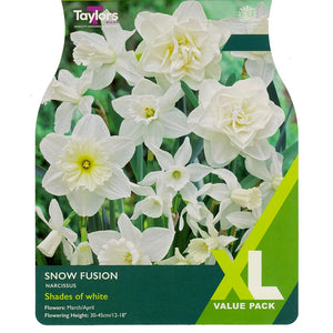 Narcissus 'Snow Fusion' Daffodils (15 Bulbs) image 0