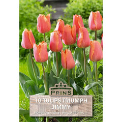 Tulip 'Jimmy' (10 bulbs) image 0