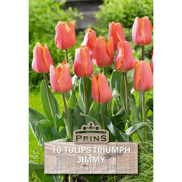 Tulip 'Jimmy' (10 bulbs) image 0