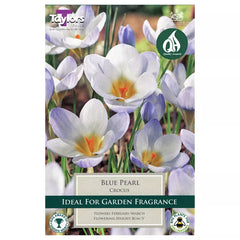Crocus 'Blue Pearl' (10 bulbs) image 0