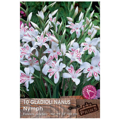 Gladioli Nanus 'Nymph' - 10 bulbs image 0