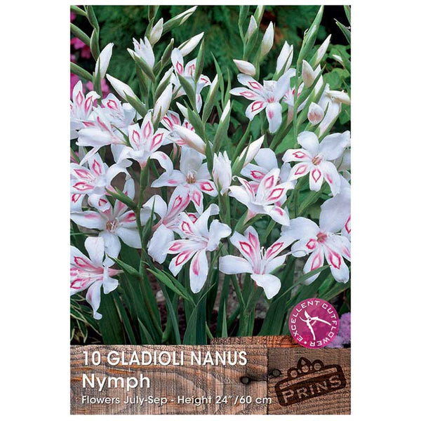 Gladioli Nanus 'Nymph' - 10 bulbs image 0