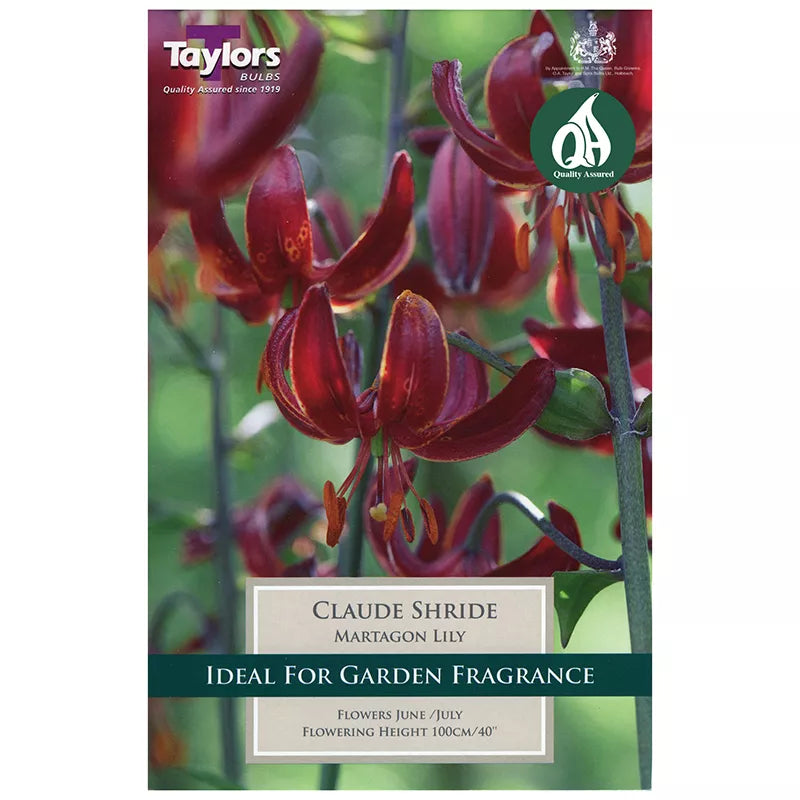 Lilium 'Claude Shride' (2 bulbs) image 0