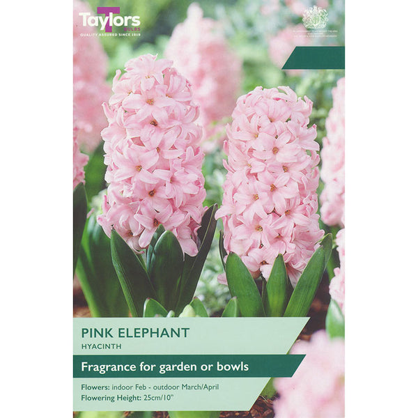 Hyacinth ‘Pink Elephant’ (4 Bulbs) image 0