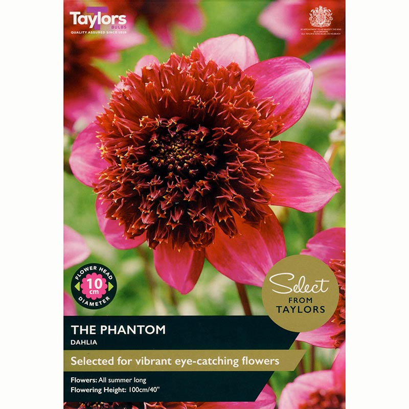 Dahlia ‘The Phantom’ with Bright Pink Flowers (2 Tubers) image 0