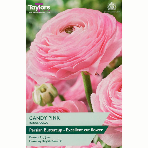 Ranunculus ‘Candy Pink’ with Vibrant Pink Flowers (10 Bulbs) image 0