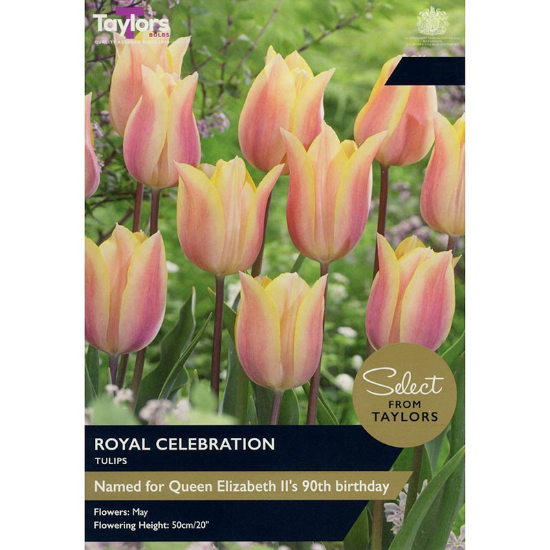 Tulip 'Royal Celebration' (7 bulbs) image 0