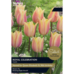 Tulip 'Royal Celebration' (7 bulbs) image 0