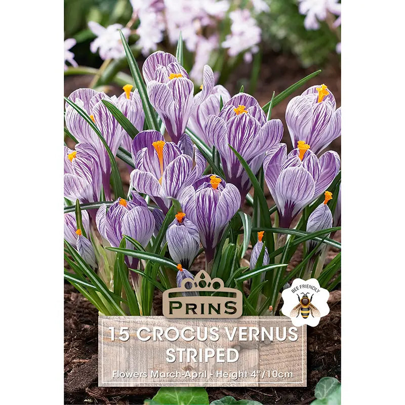 Crocus vernus 'Striped' (15 bulbs) image 0