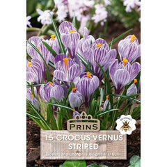 Crocus vernus 'Striped' (15 bulbs) image 0