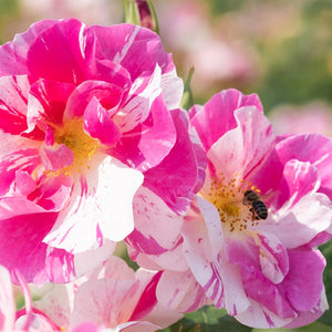 David Austin The King’s Rose™ English Shrub Rose (6-Litre Pot) image 1