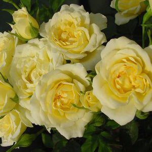 Whartons Roses ‘Our Dream’ Patio Rose (3-Litre Pot) image 0