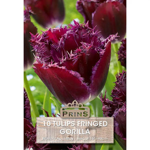 Tulip 'Gorilla' (10 bulbs) image 0
