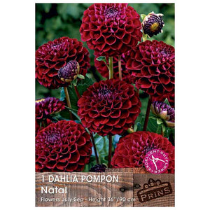 Dahlia Pompon 'Natal' (1 tuber) image 0
