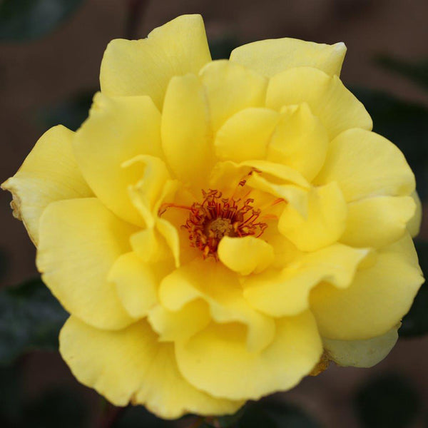 Whartons Roses ‘Golden Showers’ Climbing Rose (4-Litre Pot) image 0