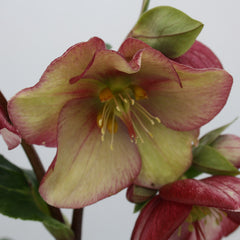 Hellebore ‘HGC Ice N’ Roses Carlotta’ (2-Litre Pot) image 0
