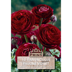 Ranunculus 'Pauline Violet' (10 bulbs) image 0