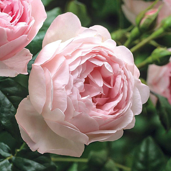 David Austin Scepter'd Isle® English Shrub Rose (6-Litre Pot) image 0