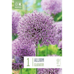 Allium ‘Gladiator’ (1 bulb) image 0