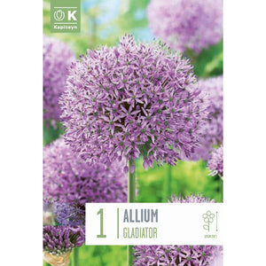 Allium ‘Gladiator’ (1 bulb) image 0